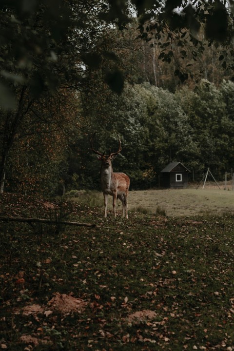 a deer in a field IW