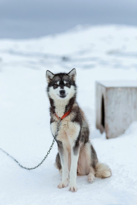 white and gray siberian husky sitting on snow