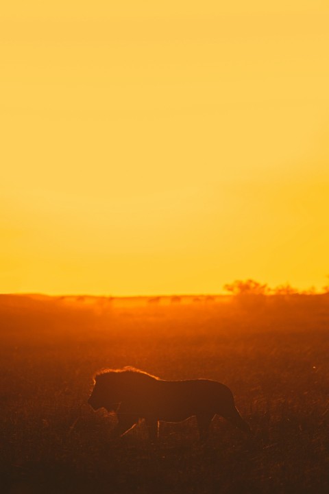 silhouette of dog during sunset