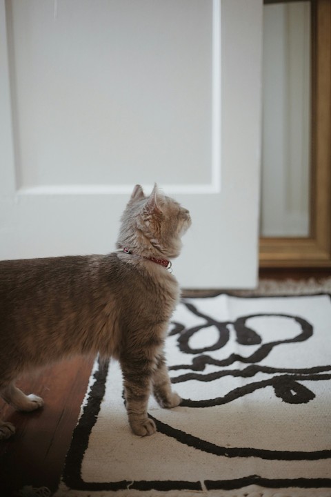 a cat standing on top of a rug next to a door