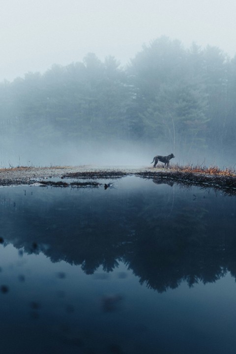 a horse is standing in the middle of a lake m_JH