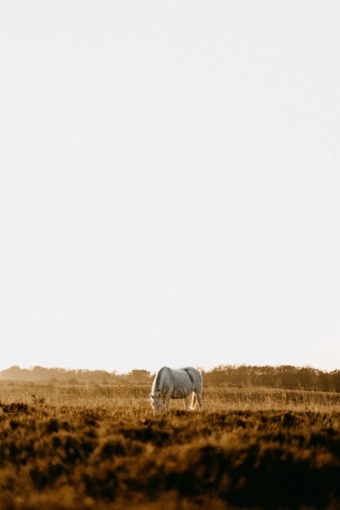 a horse grazing in a field with a sky background