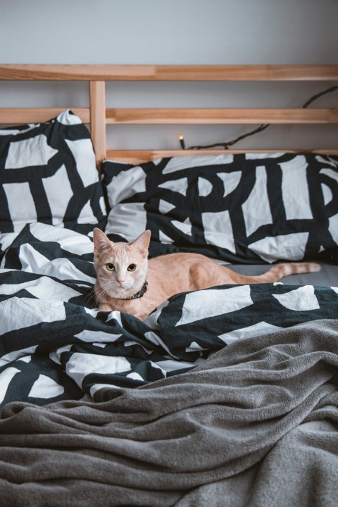 orange tabby cat on black and white zebra print textile Oe