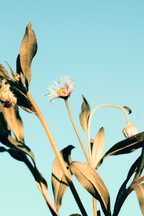 white and pink flower under blue sky during daytime