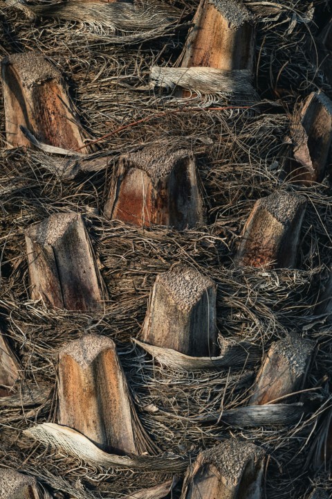 a pile of wood that has been cut down