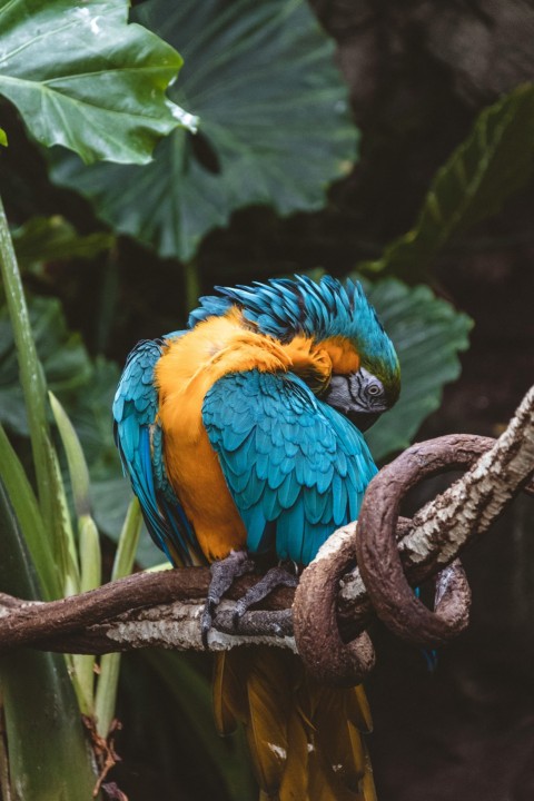 blue and yellow parrot bird