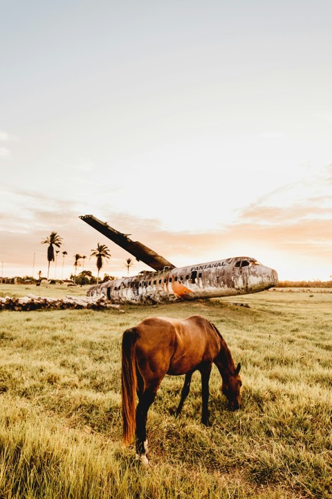 brown horse eating grass on field during daytime cRFJr