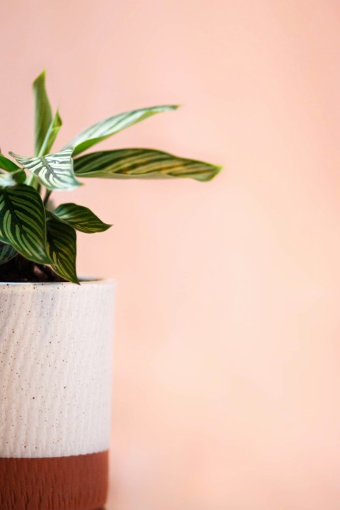 green plant on white ceramic pot 4VD5zjYL