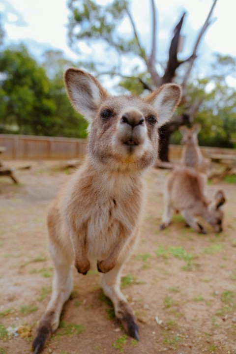 photo of beige coated animal FonWAEN H