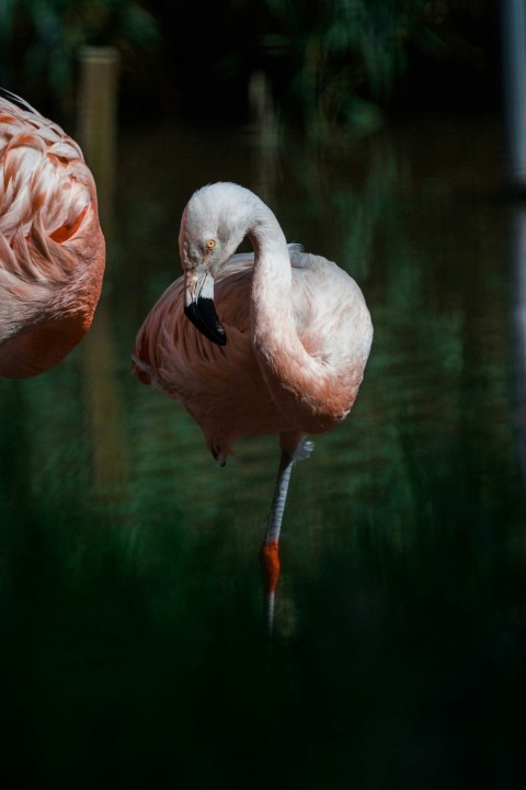 pink flamingo on water during daytime