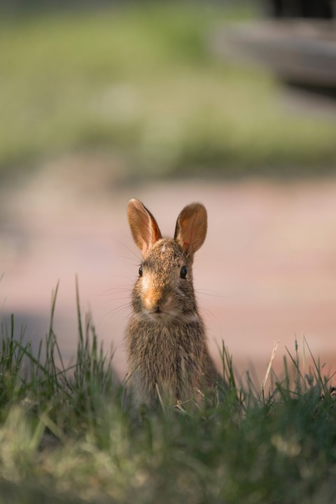 a small rabbit is sitting in the grass