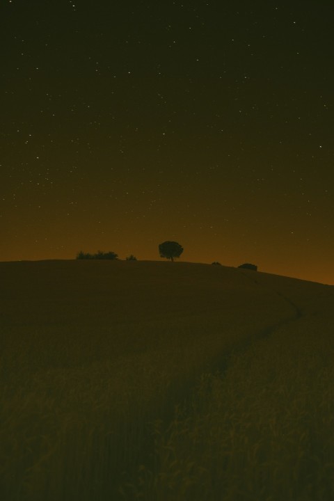 a group of trees in a field