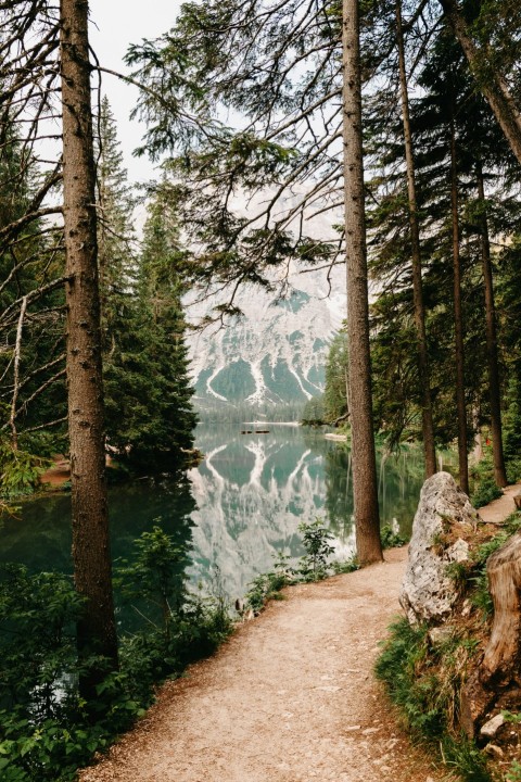 green trees near lake during daytime