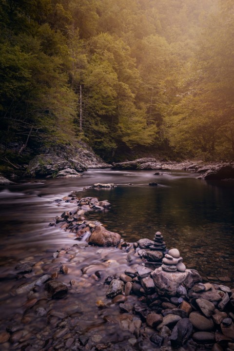 brown and green trees beside river during daytime