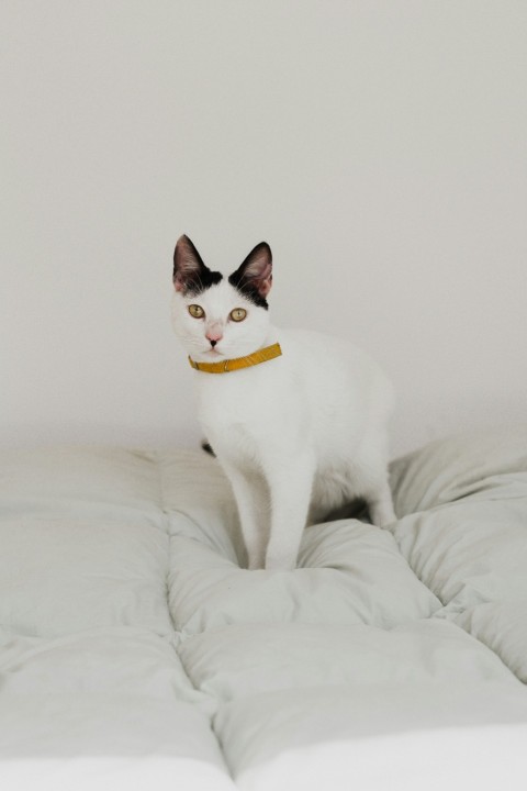 short haired white cat on white bed