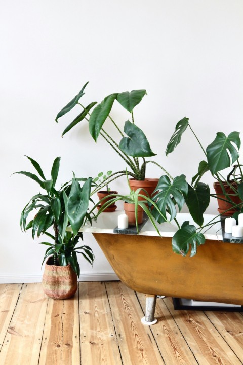 green plant on brown wooden table