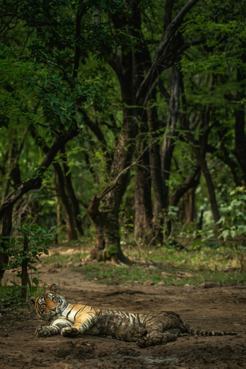 orange and black tiger