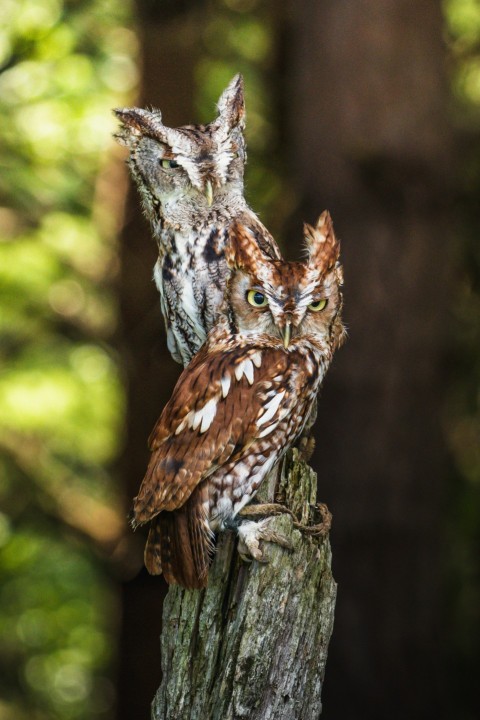 brown and white owl on brown tree branch during daytime