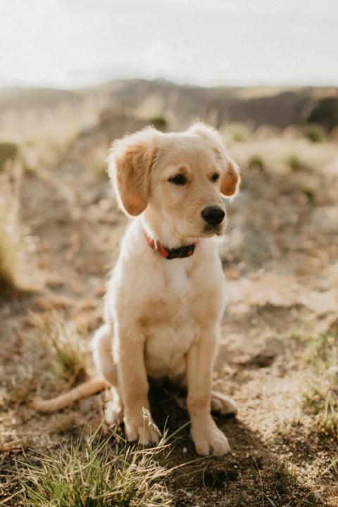 yellow labrador retriever puppy on brown field during daytime pgrJI