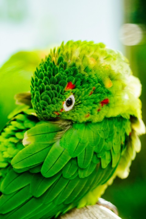 a close up of a green parrot on a branch gBJiI