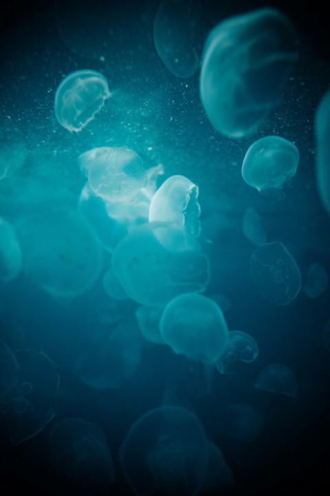 blue jellyfish in water during daytime