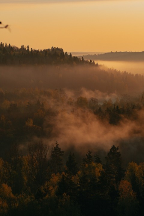 green trees on brown field during daytime