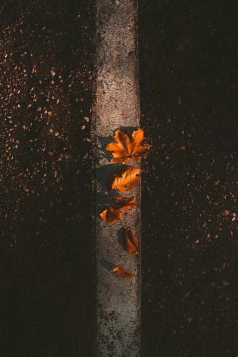 brown dried leaves on black concrete wall xEirr60