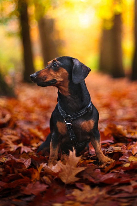 black and tan short coat small dog on brown dried leaves