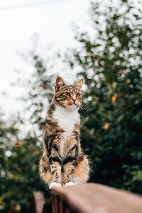 brown tabby cat on brown wooden table