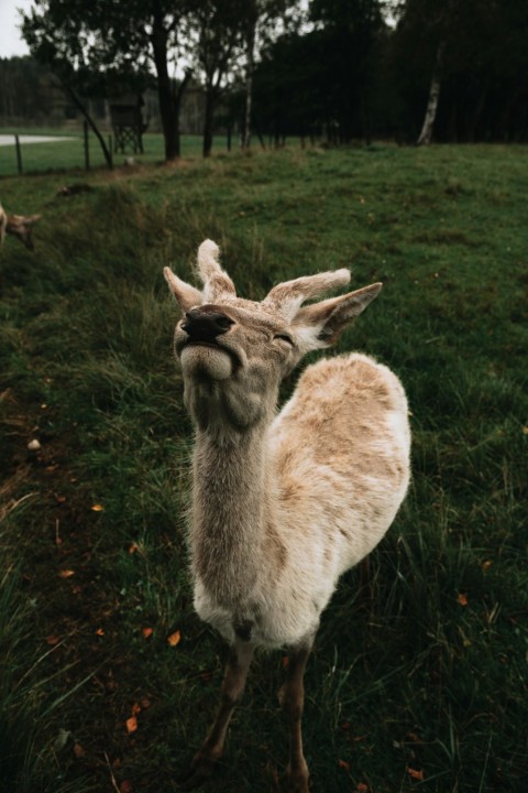 a deer standing on top of a lush green field hBHw2