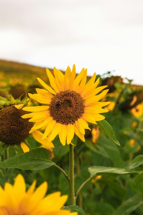 a large sunflower in a field of sunflowers KaX