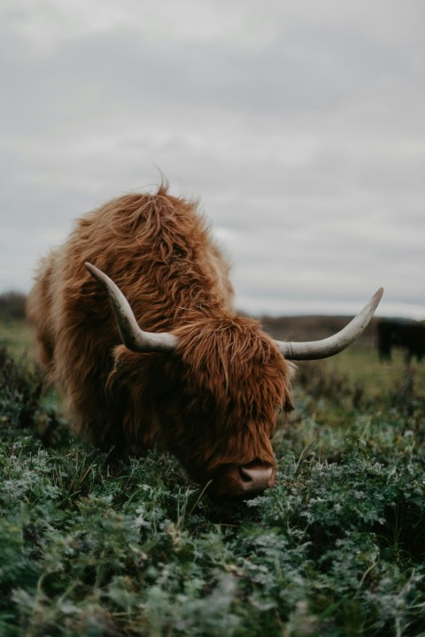 brown yak on green grass field during daytime NRb