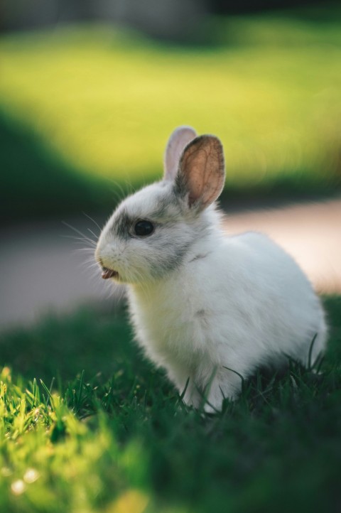 white rabbit on green grass during daytime