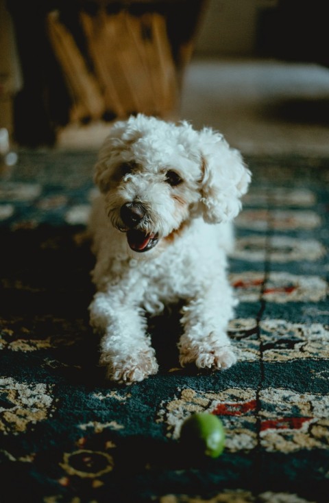 white poodle puppy on black asphalt road during daytime HPM14la