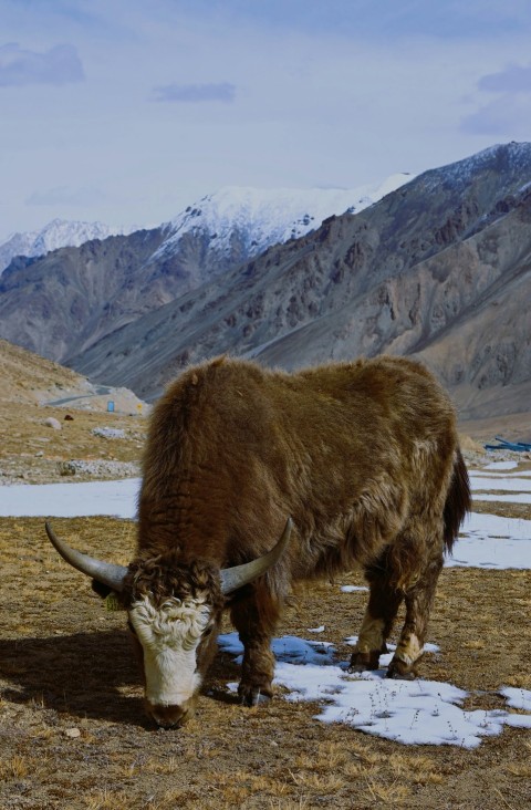 a yak standing in a field with mountains in the background