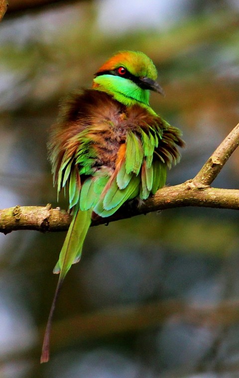 a colorful bird sitting on top of a tree branch