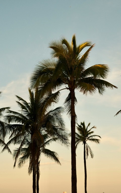 a couple of palm trees sitting next to each other