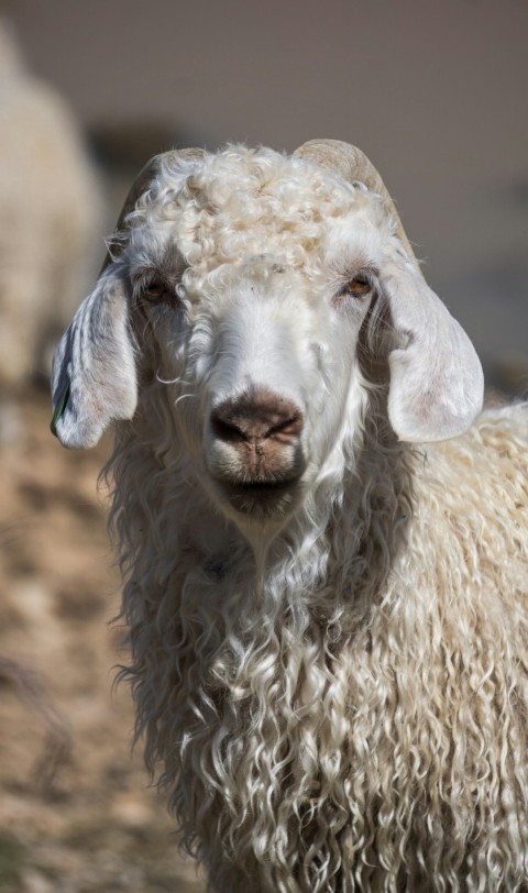 a close up of a goat