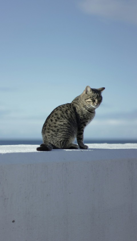 a cat sitting on a ledge yX_d