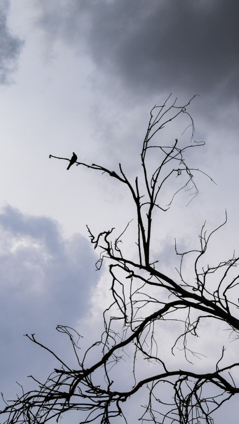 a bird is perched on a tree branch