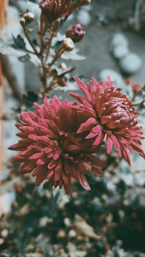 a close up of a flower near a building