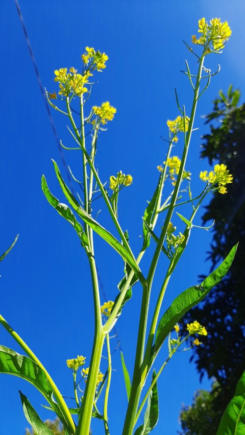 a close up of a plant