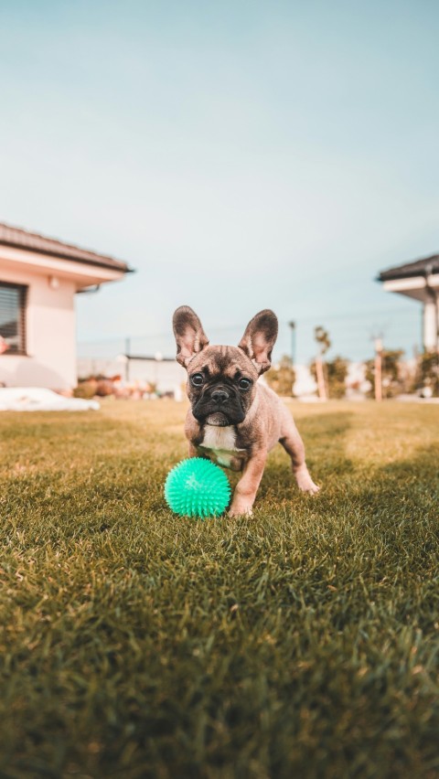 brown and black french bulldog puppy playing ball on green grass field during daytime 3GvFIXII5