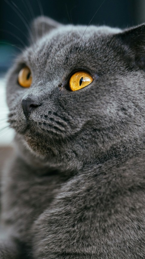 russian blue cat in close up photography