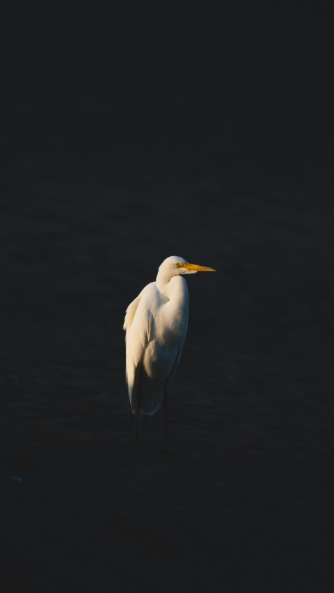 a bird standing in the water