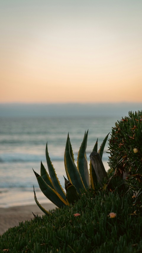 a plant with leaves in front of a body of water