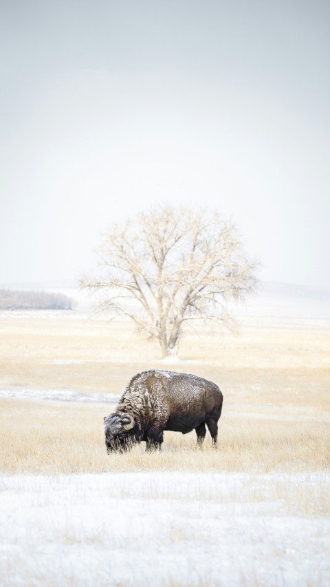 a bison in a field