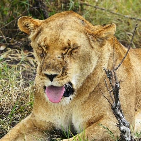 brown lioness on green grass during daytime