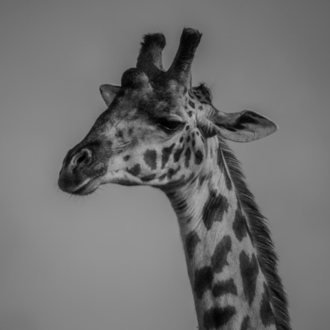 a black and white photo of a giraffe