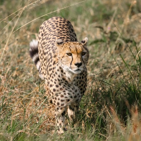a cheetah walking through a grassy field